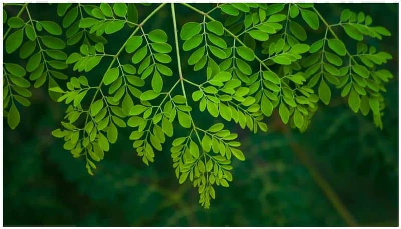 know the benefits of moringa leaves