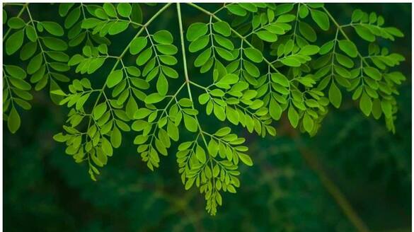 know the benefits of moringa leaves