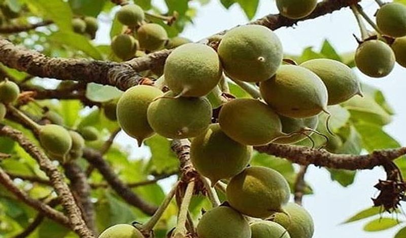 दांत के दर्द में भी महुआ काफी उपयोगी है। इसके लिए महुआ की छाल का इस्तेमाल करना है। छाल को पीसकर उसमें पानी मिला दें। इससे कुल्ला करने के बाद रस को मसूड़े और दांत पर लगा दें। आपको काफी आराम मिलेगा। 