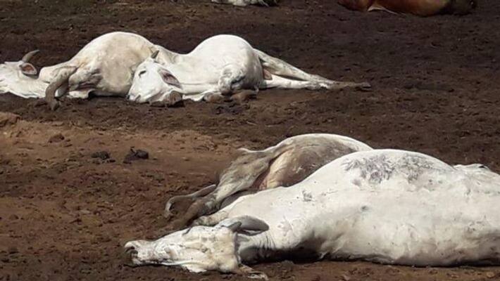 Miscreants Killed Three Cow at Sirsi in Uttara Kannada grg Miscreants Killed Three Cow at Sirsi in Uttara Kannada grg