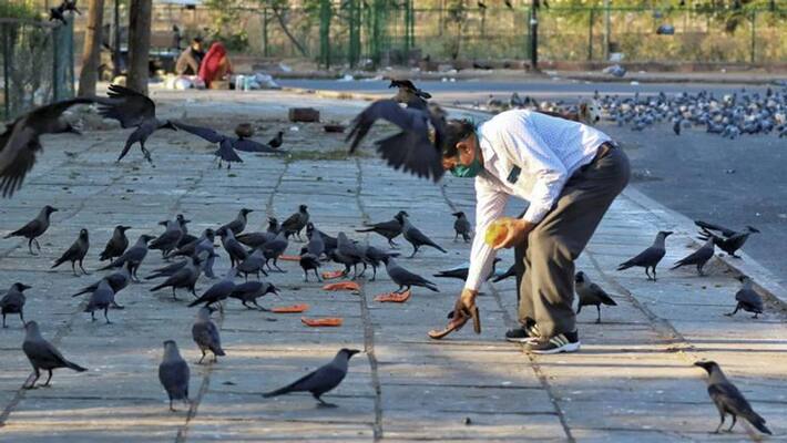 Bird flu found in 15 dead crows near Red Fort kpn Bird flu found in 15 dead crows near Red Fort kpn