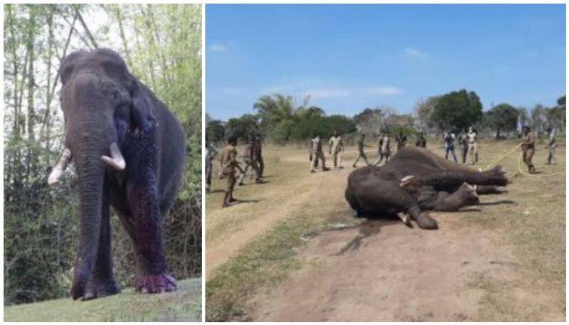 The heartbreaking scene of the elephant being killed by fire ... Video released