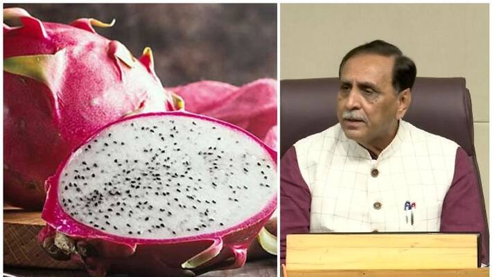 gujarat government has decided to rename Dragon Fruit to Kamalam gujarat government has decided to rename Dragon Fruit to Kamalam