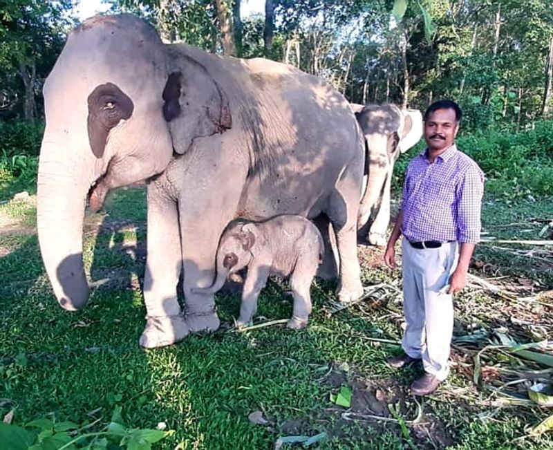 वह कहते हैं, “हम 165 किस्म के पौधों के साथ, एक नर्सरी बनाने में सफल रहे। इससे वनों के संरक्षण में मदद मिल सकती है। स्थानीय प्रजातियों को पुनर्जीवित करने के लिए, क्षेत्र में कम से कम 100 पौधों को लगाने की जरूरत है। यदि जंगलों को इसे कोई नुकसान होता है, तो उन्हें पुनर्जीवित करने के लिए नर्सरी में लगे पौधे का इस्तेमाल किया जा सकता है। इन कार्यों के अलावा, शिव ने एक सींग वाले गैंडों के संरक्षण में भी उल्लेखनीय भूमिका निभाई।
इसे लेकर वह कहते हैं, “गैंडों के अवैध शिकार के कई मामले सामने आ रहे थे और लओखोवा क्षेत्र से कई जानवर गायब भी हो गए थे। इसके बाद हमने यहाँ काजीरंगा से गैंडों को स्थानांतरित किया। मौजूदा आबादी को बचाने के लिए अवैध गतिविधियों पर लगाम लगाने की जरूरत है।”
