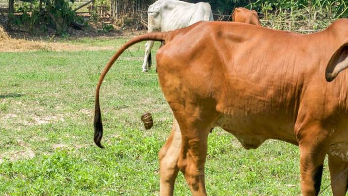 800 kg cow dung worth Rs 1,600 stolen in Chhattisgarh village, police registers case - bsb 800 kg cow dung worth Rs 1,600 stolen in Chhattisgarh village, police registers case - bsb