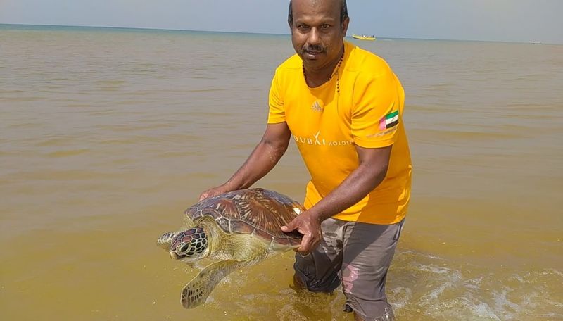 കടലില് ഉപേക്ഷിക്കപ്പെടുന്ന മത്സ്യബന്ധന വലകള് ഇവയുടെ ജീവന് കടുത്ത ഭീഷണിയുയര്ത്തുന്നു. ഒലീവ് റിഡ്ലി കടലാമകളെ സംരക്ഷിക്കുവാനായി നിരവധി പദ്ധതികളുണ്ട്.
