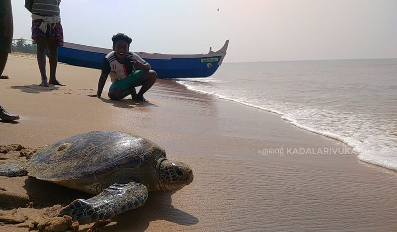എന്നാല് പ്രായപൂർത്തിയാകാത്തവയ്ക്ക് നിറ വ്യത്യാസമുണ്ടാകും. മുതുകിൽ വരിയായി കവചശൽക്കങ്ങൾ കാണാം. അഞ്ചോ അതിൽക്കൂടുതലോ കവചശൽക്കങ്ങൾ ഉണ്ടായിരിക്കും. വശങ്ങളിലുള്ള ശൽക്കങ്ങളുടെ എണ്ണം 27ആണ്. 