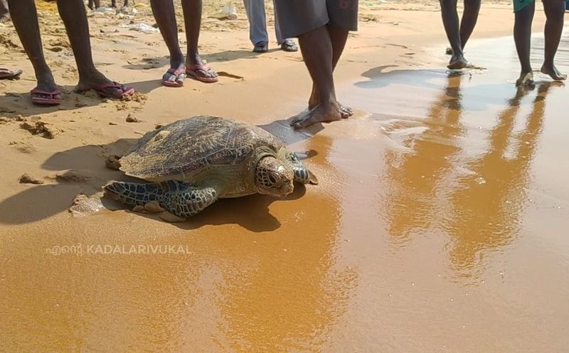 കടലിന്റെ ഏറ്റവും ആഴം കൂടിയ ഭാഗങ്ങളിലൂടെ സഞ്ചരിക്കുന്ന ഇവ പത്ത് പതിനഞ്ച് മിനിറ്റിനിടെ ശ്വാസമെടുക്കാന് ഉപരിതലത്തിലേക്കെത്തും. ചെറിയ ഞണ്ടുകള്, ജന്തുപ്ലവങ്ങള്, കക്കയുടെയും മറ്റും മൃദുഭാഗങ്ങള് എന്നിവയാണിവയുടെ പ്രധാന ഭക്ഷണം. 