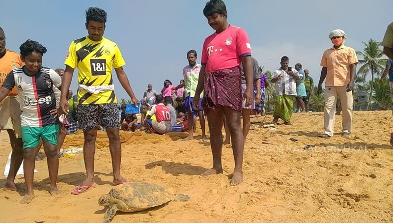പ്രായപൂര്ത്തിയായ ഒരു ഓലിവ് റിഡ്ലി കടലാമയുടെ പുറംതോടിന് ഏതാണ്ട് ഒരു മീറ്ററോളം നീളമുണ്ടാകും. ഏകദേശം 150 കിലോ ഗ്രാം ഭാരവും. പുറന്തോടിന് ഒലീവ് ഇലയുടെ നിറമായ പച്ചകലര്ന്ന തവിട്ടുനിറമാണ്. അടിഭാഗത്ത് നേര്ത്ത ഇളം മഞ്ഞ നിറവും കാണും. 
