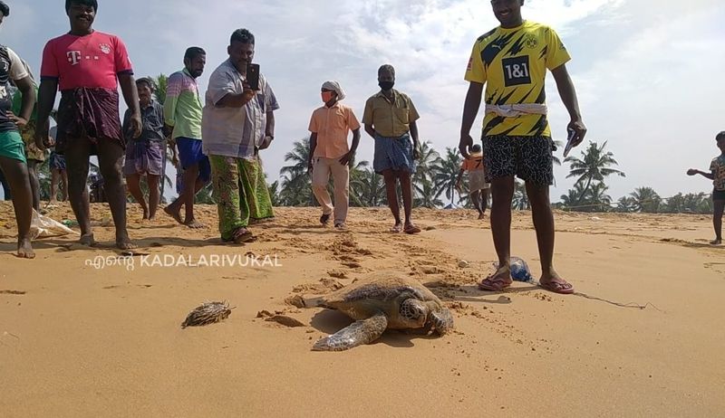 ഇന്ത്യന് മഹാസുദ്രത്തിലും ബംഗാള് ഉള്ക്കടലിലും കാണപ്പെടുന്ന വംശനാശ ഭീഷണി നേരിടുന്ന വലിയതരം കടലാമകളാണ് ഒലീവ് റിഡ്ലി എന്ന പേരിലറിയപ്പെടുന്ന കടലാമ. ആഴക്കടലിലാണ് ഇവയുടെ സഞ്ചാരമെന്നതിനാല് കണ്ടെത്തുക പ്രയാസമാണ്. എന്നാല് മുട്ടയിടാനായി ഇവ കൂട്ടതോടെ കരയിലേക്ക് വന്നെത്തുന്നു. 