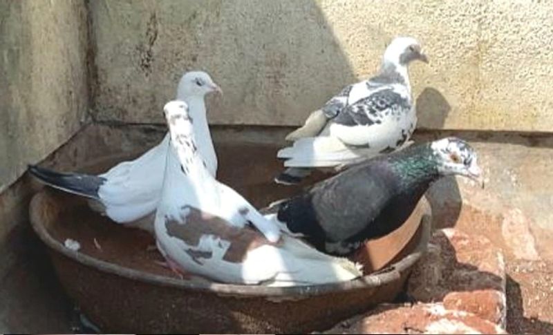 दरअसल, यह शॉकिंग मामला पुणे के कोंढवा इलाके का है। जहां एक सीधा-साधा परिवार रहता था। बताया जाता है कि इस पीड़िता परिवार के बेटे की पिछले कई दिनों से तबीयत खराब थी। काफी जगह इलाज कराने के बाद भी उसके कोई आराम नहीं लगा। थक हार के यह परिवार यहां के तांत्रिक कुतबुद्दीन नजम बाबा से मिलने के लिए पहुंचा और वह इस तरह से तांत्रिक के चक्कर में फंस गए।