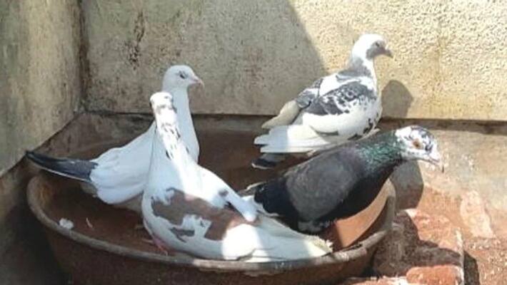 man came to buy pigeons, stabbed 7 people in karnataka man came to buy pigeons, stabbed 7 people in karnataka