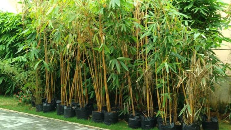 World Bamboo Day 2021 Health benefits of the plant that you did not know about dpl