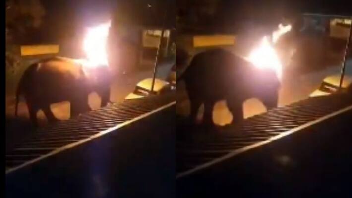 Recommendation to take action against the three who set the elephant on fire in Mudumalai under the Thugs Act Recommendation to take action against the three who set the elephant on fire in Mudumalai under the Thugs Act