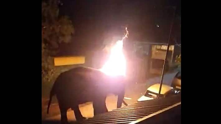 Group of People set fire on wild elephant and brutal killed in Tamilnadu ckm Group of People set fire on wild elephant and brutal killed in Tamilnadu ckm