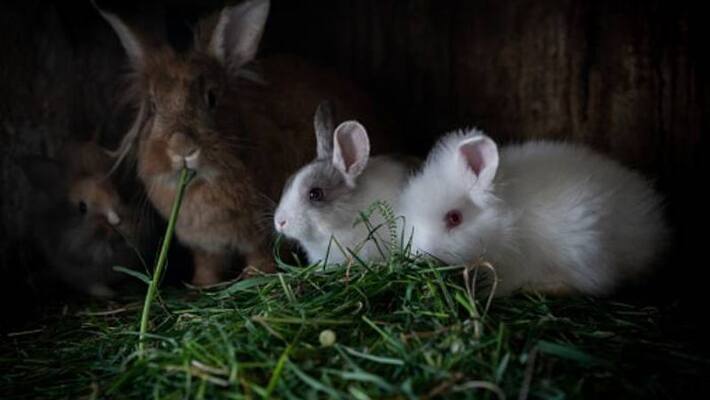 profitable rabbit farming profitable rabbit farming