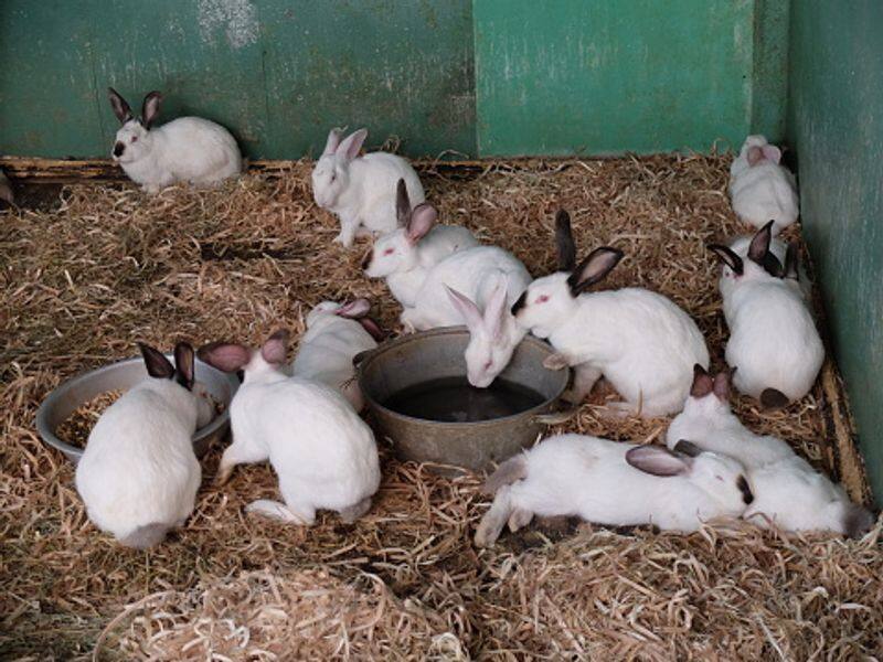 profitable rabbit farming