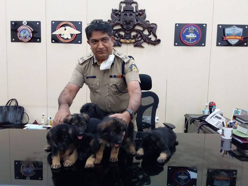 ಕಪ್ಪು ಬಣ್ಣದ ನಾಯಿ ಮರಿಗಳು ಟೇಬಲ್ಮೇಲೆ ಕುಳಿತು ಪೋಸ್ ಕೊಟ್ಟಿವೆ.