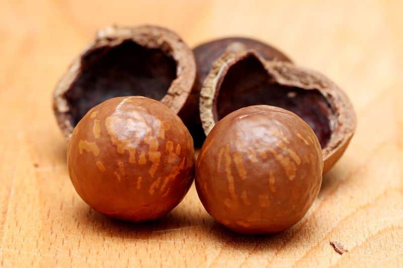 Macadamia Nuts how to grow