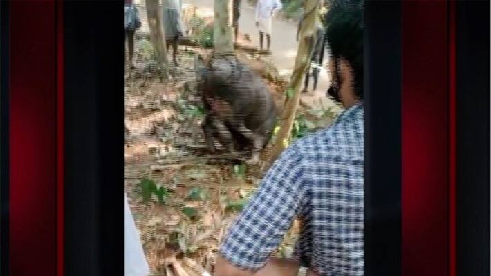 buffalo that ran away in Omassery yesterday was finally captured Eight people were injured buffalo that ran away in Omassery yesterday was finally captured Eight people were injured