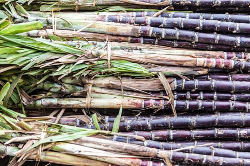 Sugarcane Farming tips