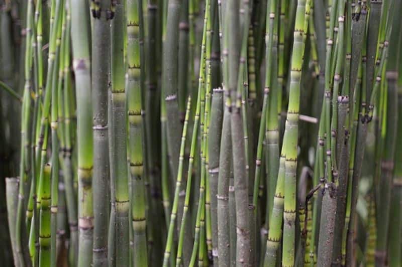 Sugarcane Farming tips