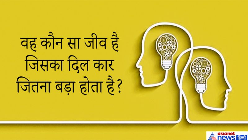 सवाल: वह कौन सा जीव है जिसका दिल कार जितना बड़ा होता है?
जवाब: ह्वेल का, समुद्र में रहने वाले प्राणियों में व्हेल एक विशाल मछली है। इसके स्पर्म व्हेल, किलर व्हेल, पायलट व्हेल, बेलुगा व्हेल आदि प्रजातियां होती हैं। ब्लू व्हेल इनमें सर्वाधिक विशालकाय होती है। इसकी लंबाई 115 फुट और वजन 150 से 170 टन तक होता है।