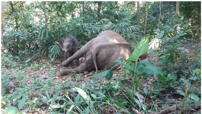 Elephant Died for Electric Shock at Gundlupete in Chamarajanagar grg Elephant Died for Electric Shock at Gundlupete in Chamarajanagar grg