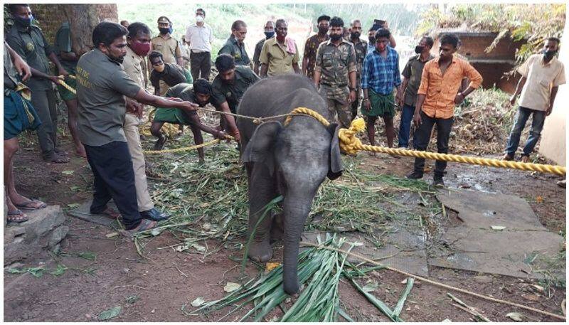 small elephant rescued from vithura after mother elephant found dead