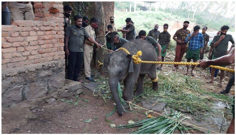 small elephant rescued from vithura after mother elephant found dead