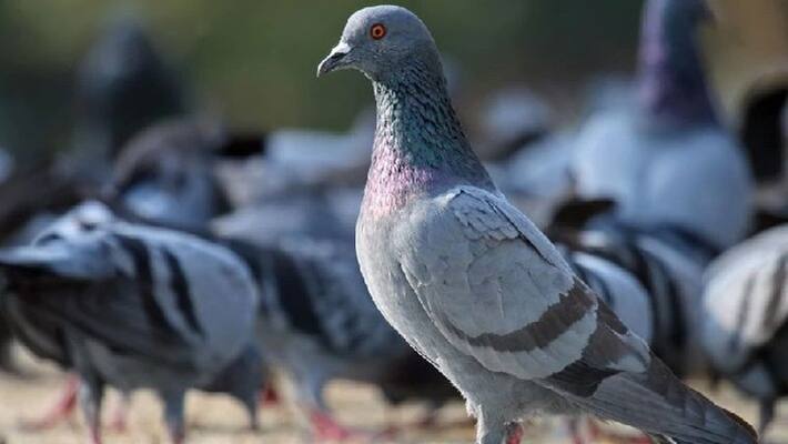 FIR against pigeon for carrying suspicious paper near Indo-Pak border - bsb FIR against pigeon for carrying suspicious paper near Indo-Pak border - bsb