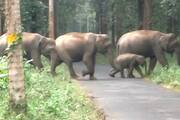 One injured in wild elephant attack in Wayanad