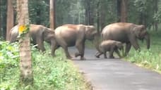 One injured in wild elephant attack in Wayanad