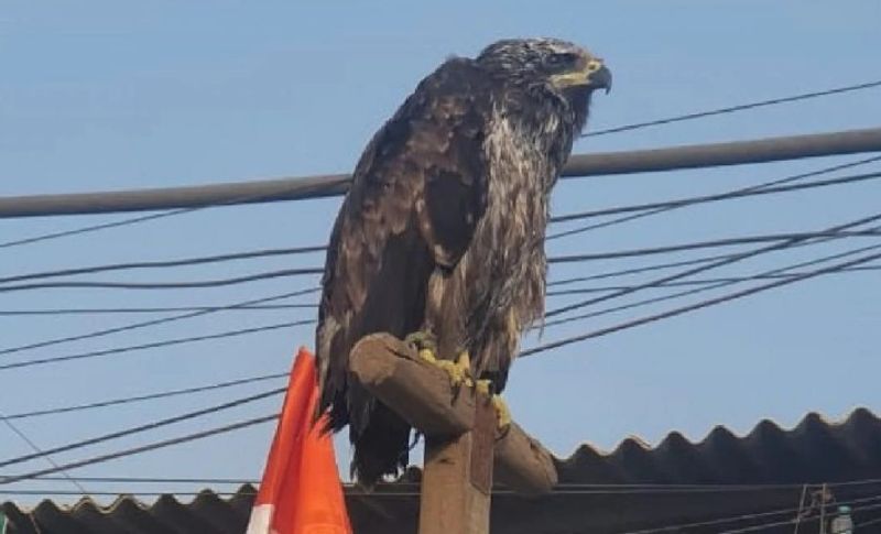 दरअसल, लुधियाना के रहने वाले किसान कृपाल सिंह इस परिंदे को अपने साथ लाए हुए हैं। करीब दो महीनों से यह पक्षी कृपाल सिंह के साथ सिंघू बॉर्डर पर रह रहा है। जिसे वह अपने परिवार की सदस्य की तरह साथ रखे हुए हैं। किसानों की इस मुहिम में यह परिंदा हर वक्त साथ रहता है। कृपाल सिंह ने अपने इस पक्षी का नाम 'साहिब' रखा है। जिसकी देखरेख एक दम राजा की तरह होती है। कृपाल सिंह कहना है कि "बाज चढ़दी कला की निशानी है, वह बहुत ऊपर ऊपर उड़ता है और ऊपर से ही नीचे नजर बनाए रखता है। दिनभर तो वो आसमान में उड़ता रहता है और शाम को वह अपने डेरे पर आ जाता है। हम इसको पिंजड़े में नहीं रखते वह मेरे साथ लुधियाना से यूं ही जीप पर बैठकर चला आया।