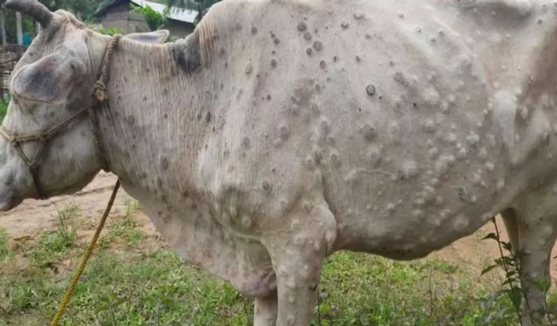 भारत में एक के बाद एक कई तरह की अजीबोगरीब बीमारी फ़ैल रही है। पहले देश कोरोना का आतंक था। इस महामारी से बचाव के लिए अब लोगों को वैक्सीन लगना शुरू हो गया है। इसके बाद बर्ड फ्लू से लोगों में फैली दहशत कम भी नहीं हुई थी कि गाय-भैंस में एक अजीबोगरीब बीमारी फ़ैल गई है।
