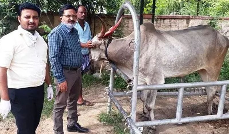 इस बीमारी को लम्पी डिजीज नाम दिया गया है। इसमें जानवरों के शरीर पर बड़े-बड़े घाव हो जाते हैं। शरीर पर उठे-उठे घाव ठीक ही नहीं होते। सबसे दिक्कत की बात ये है कि इस बीमारी का कोई इलाज नहीं मिल पाया है। 