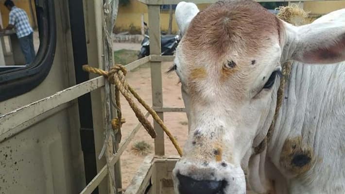 Lumpy skin disease: 57 thousand cattle died.. Center warned states about Lumpy skin disease Lumpy skin disease: 57 thousand cattle died.. Center warned states about Lumpy skin disease