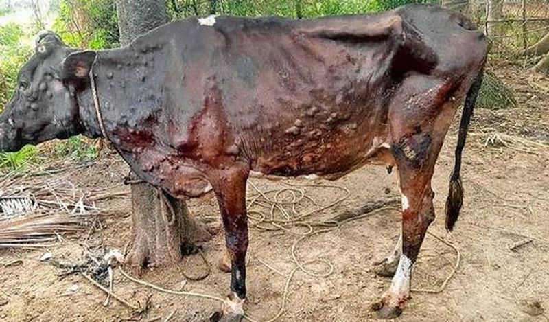 पशुओं में ये बीमारी एक से दूसरे में फैलने लगते हैं। ना सिर्फ एक जगह से पानी पीने से बल्कि लार और चारा साथ खाने से भी ये वायरस एक गाय से दूसरे में फ़ैल जा रहा है। एक मच्छर और मक्खी के काटे जाने से भी ये वायरस फैलता है।
