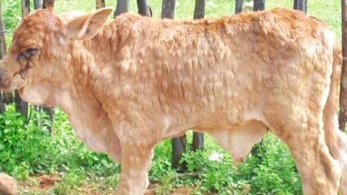 Anantapur : Lumpy skin disease spreading in Andhra Pradesh.. Dairy farmers are worried Anantapur : Lumpy skin disease spreading in Andhra Pradesh.. Dairy farmers are worried