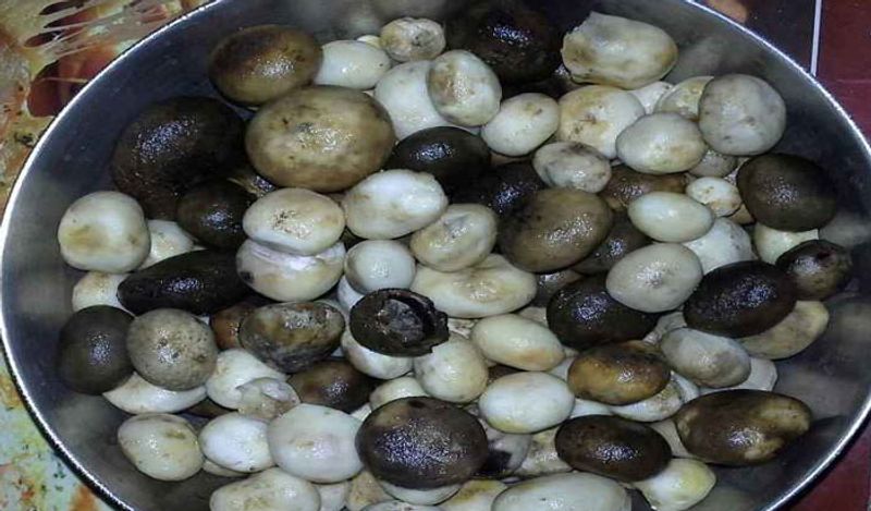 अब इन्हें चाक़ू की सहायता से काट लें। काटते समय आपको कुछ काला रुगड़ा मिलेगा तो कुछ सफ़ेद। काले वाले सब्जी का स्वाद और बढ़ाते हैं। ऐसे में इन्हें फेंकना नहीं है। 