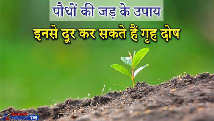 Planetary defects can also be removed from the root of plants and they may get auspicious results, know remedies of them KPI Planetary defects can also be removed from the root of plants and they may get auspicious results, know remedies of them KPI