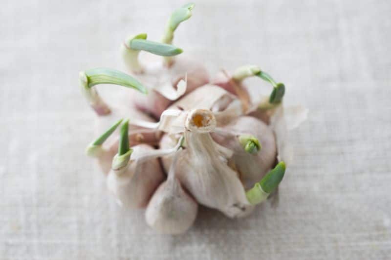 how to grow supermarket garlic in home