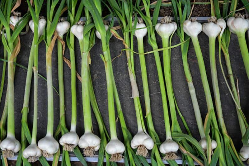 how to grow supermarket garlic in home