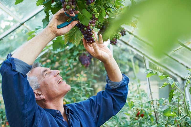 how to grow grapes in greenhouse
