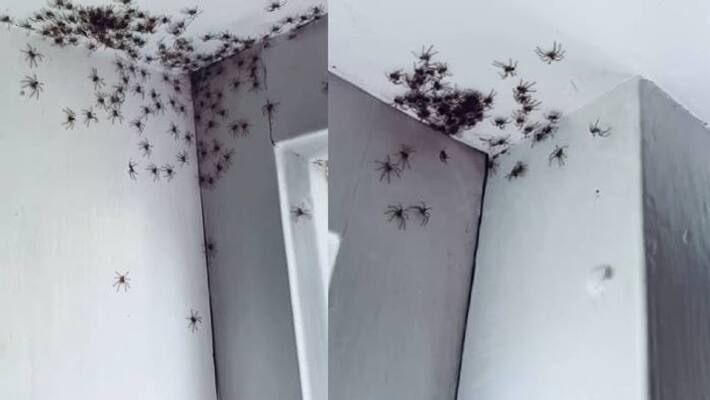 Woman Finds Dozens Of Spiders In Her House Woman Finds Dozens Of Spiders In Her House