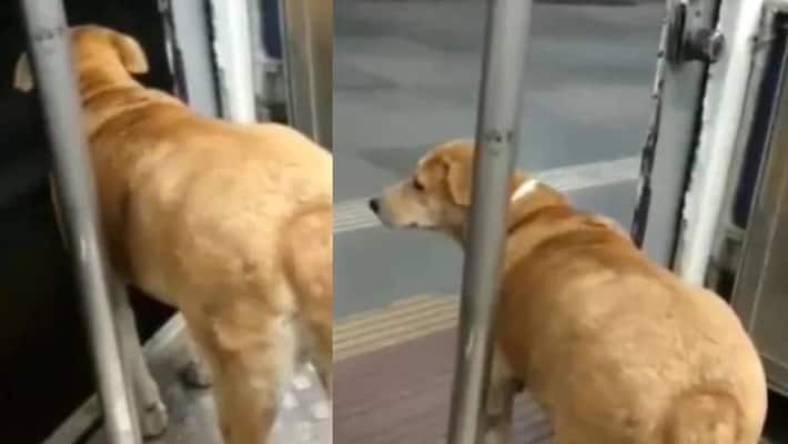 The youth who raped the street dog ... shocking video ..! The youth who raped the street dog ... shocking video ..!