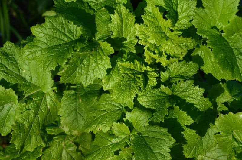 leafy vegetable Celery how to grow