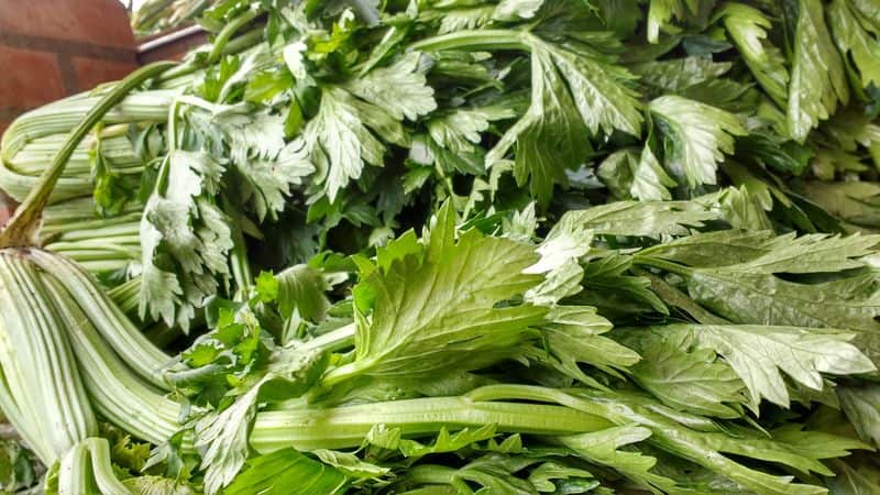 leafy vegetable Celery how to grow