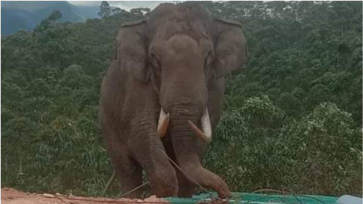 Wild elephant Padayappa ate worth RS 20000 Fruit Wild elephant Padayappa ate worth RS 20000 Fruit