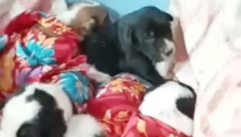 गांव वालों का कहना है कि इस जश्न के पीछे एक अहम वजह है कि एक समय पर पूरे गांव में अन्न का अकाल पड़ा था, जिसके बाद गांव के कुत्तों ने भगवान गैबीनाथ से प्रार्थना की थी और गांव का अकाल दूर हो गया था, तभी से पूरे गांव में लोग कुत्तों से प्यार करते हैं।